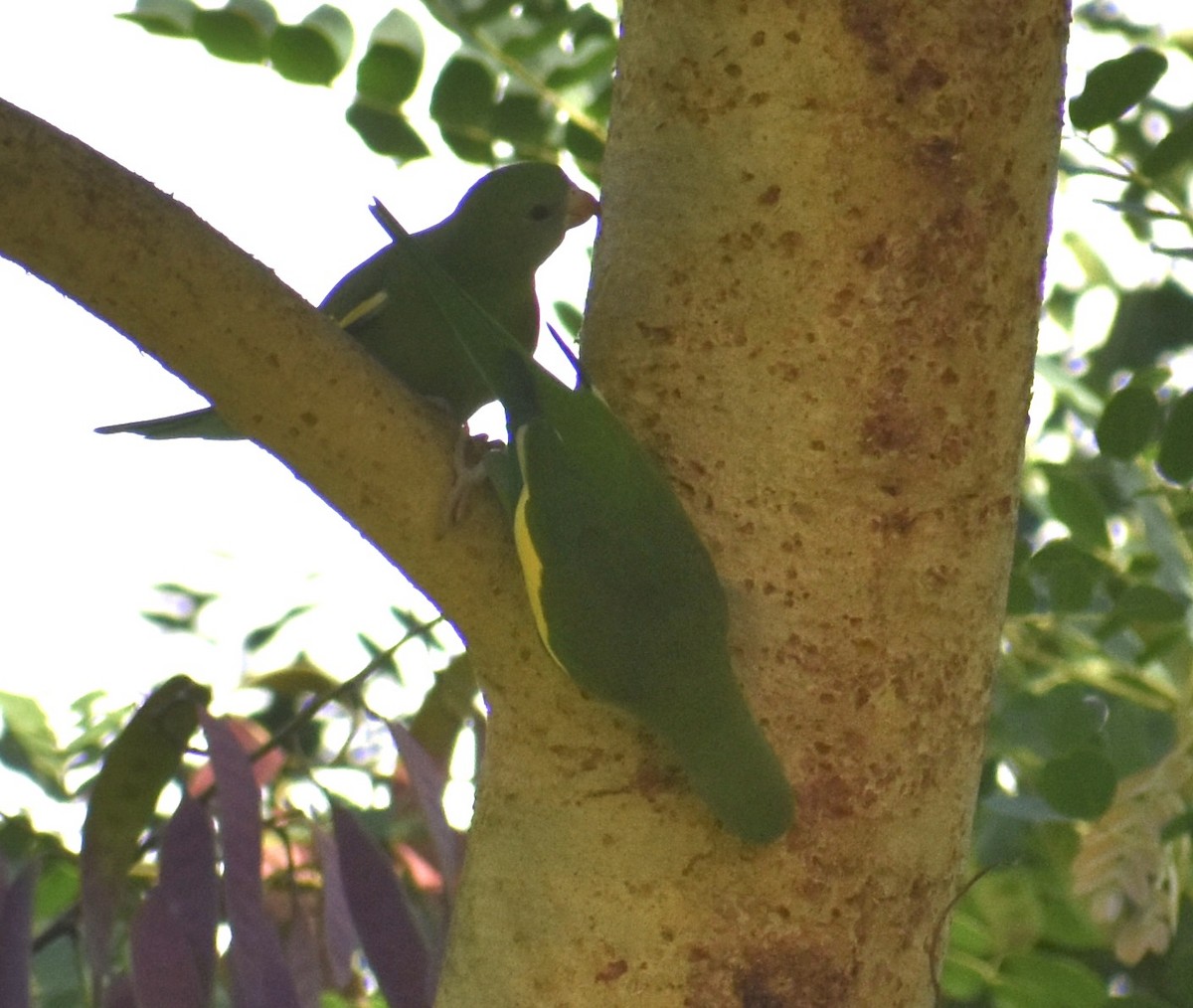 White-winged Parakeet - ML646371104
