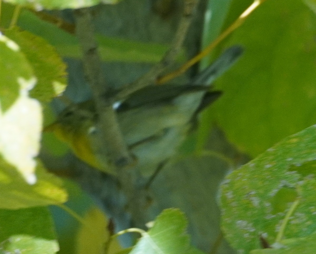 Northern Parula - ML646371109