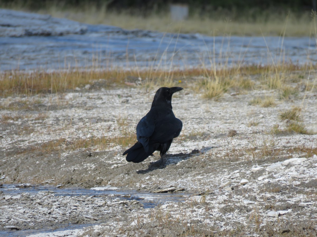 Крук звичайний - ML646371110