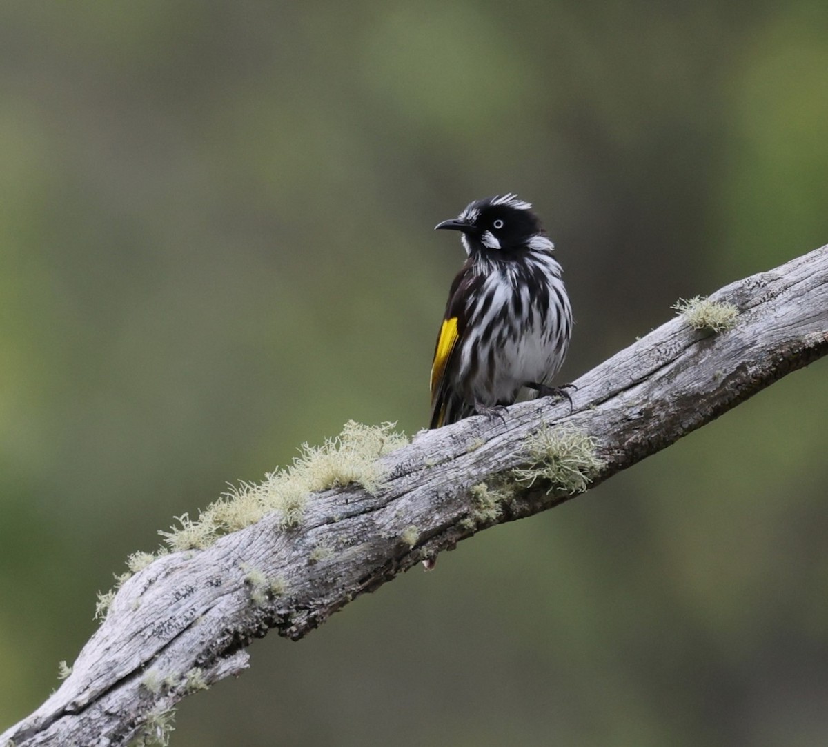 New Holland Honeyeater - ML646371111