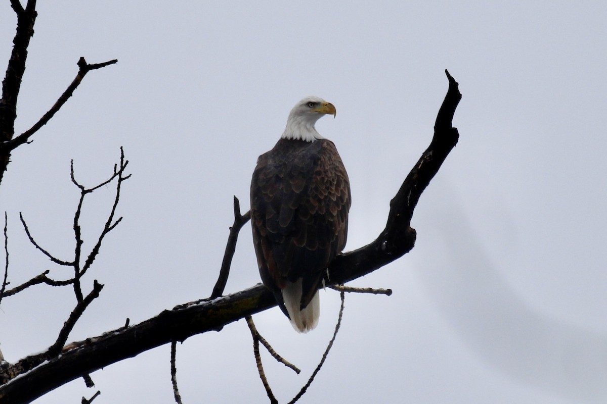 Bald Eagle - ML646371113