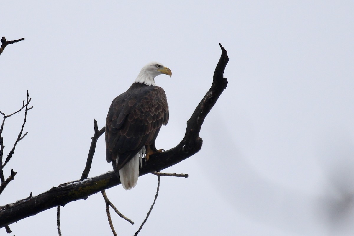 Bald Eagle - ML646371114