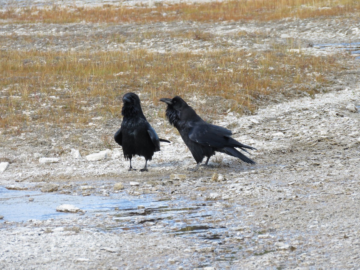 Крук звичайний - ML646371115