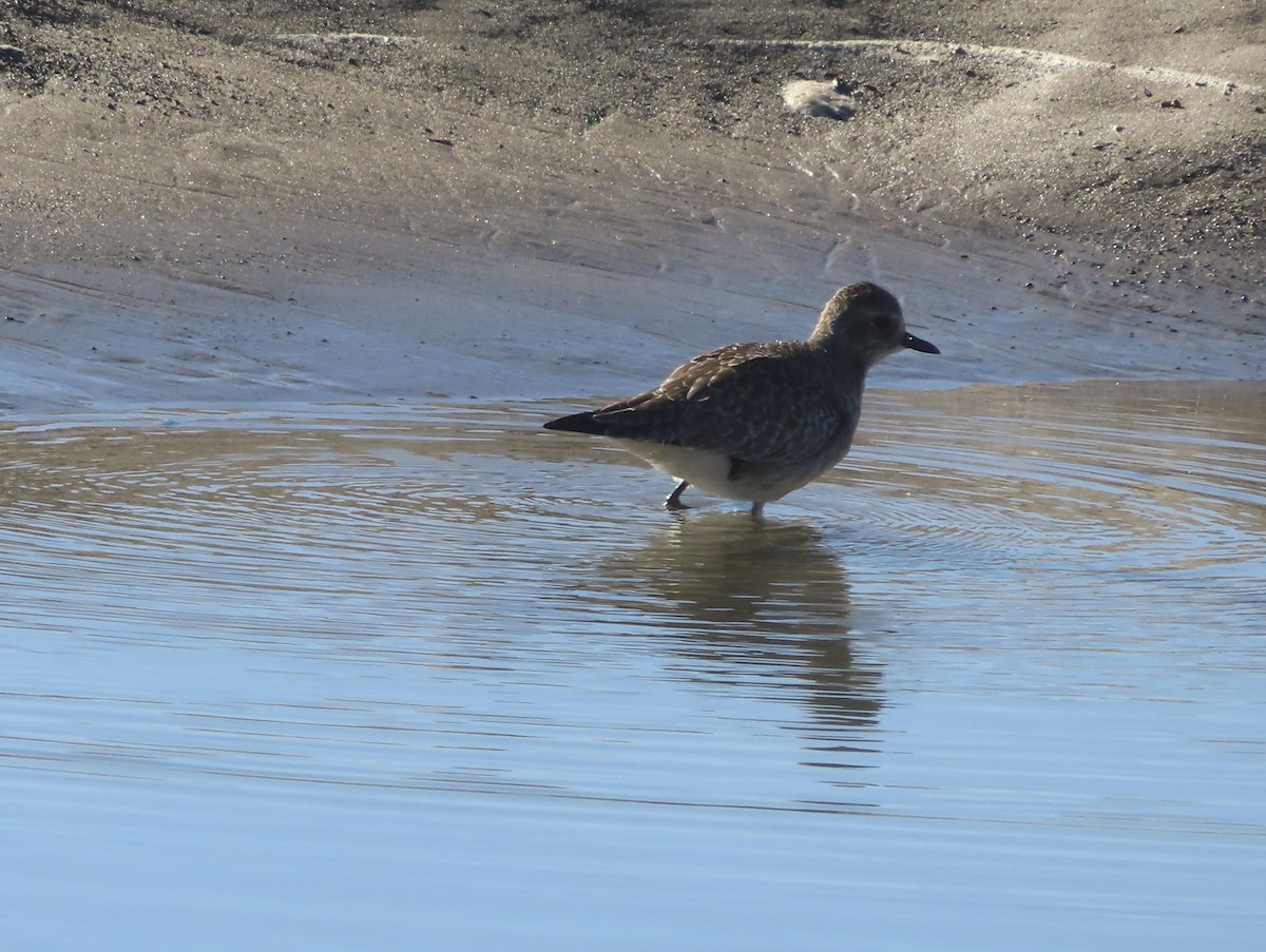 Chorlito Gris - ML646371116