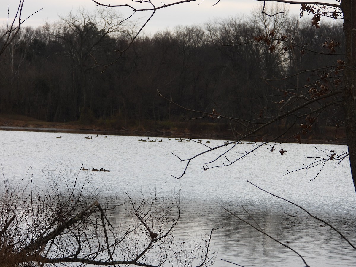 Canada Goose - ML646371117