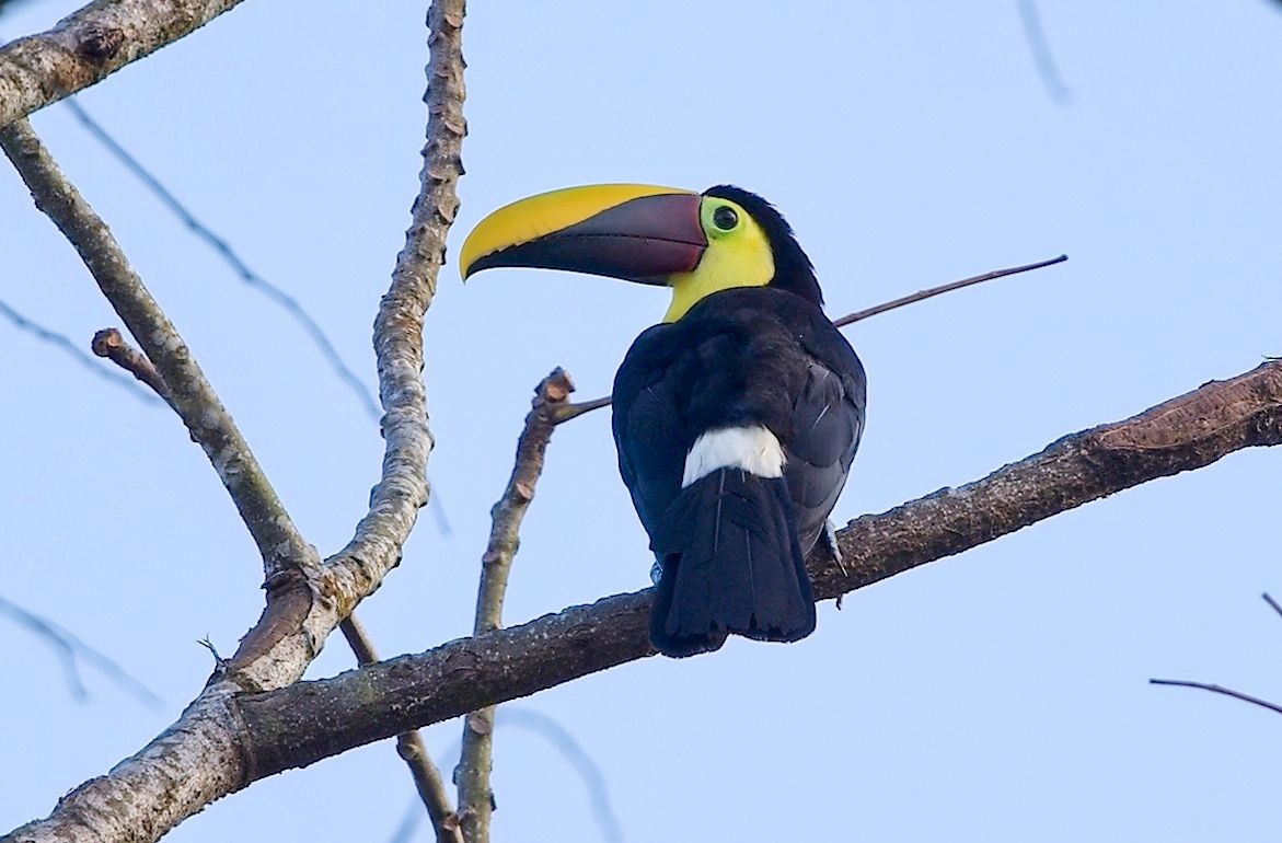 Yellow-throated Toucan - ML646371118