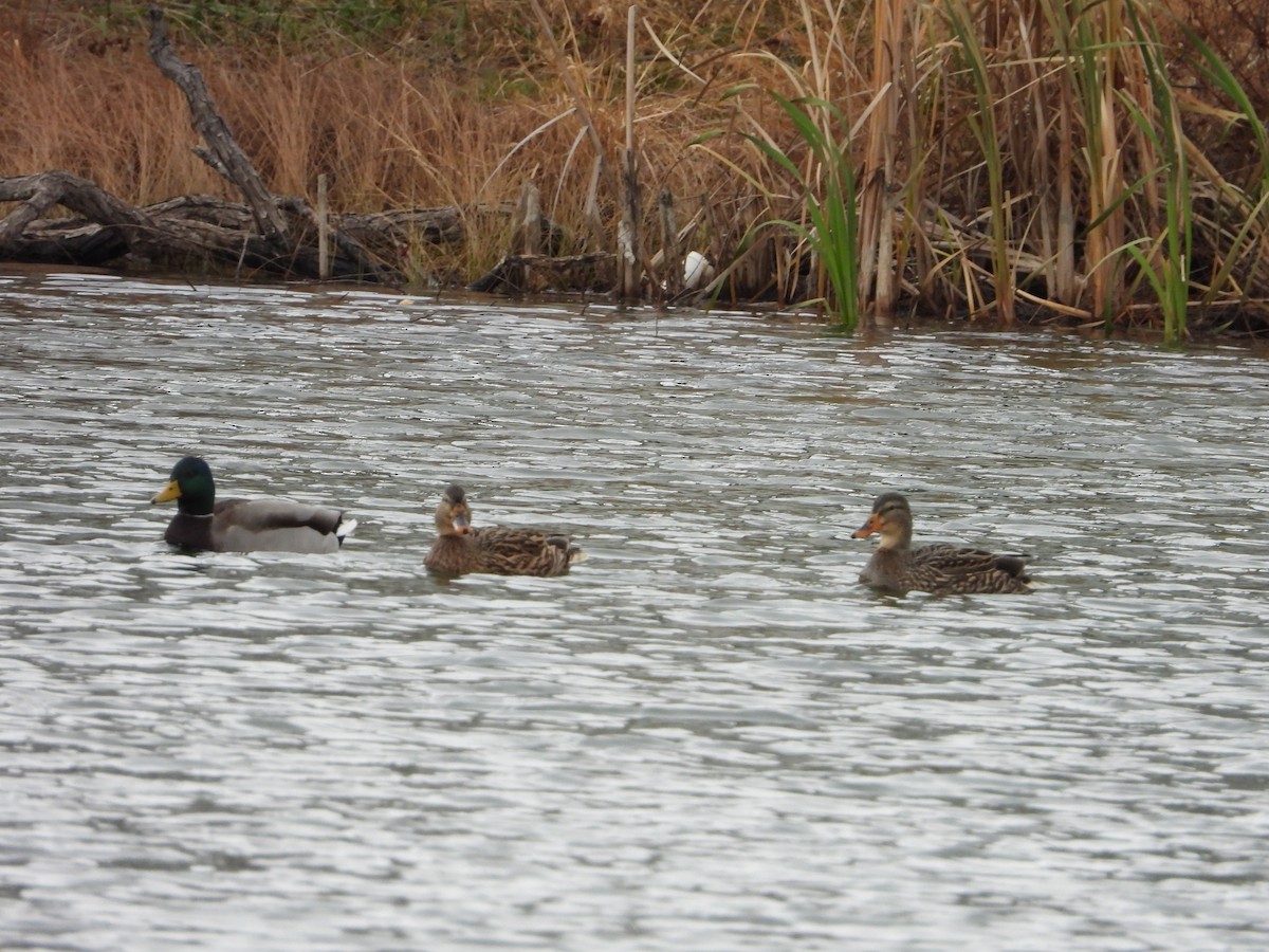 Mallard - ML646371123