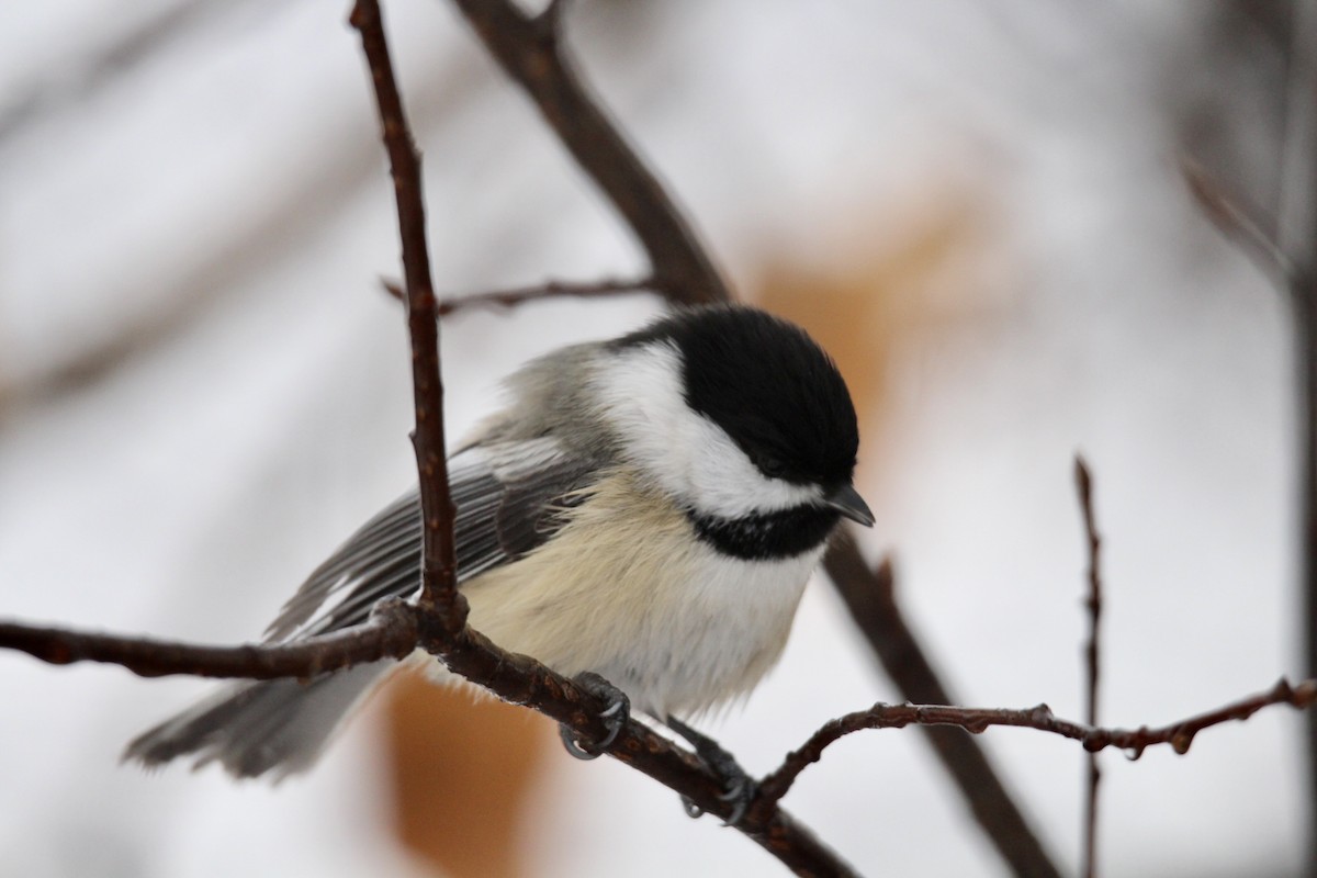 Black-capped Chickadee - ML646371124