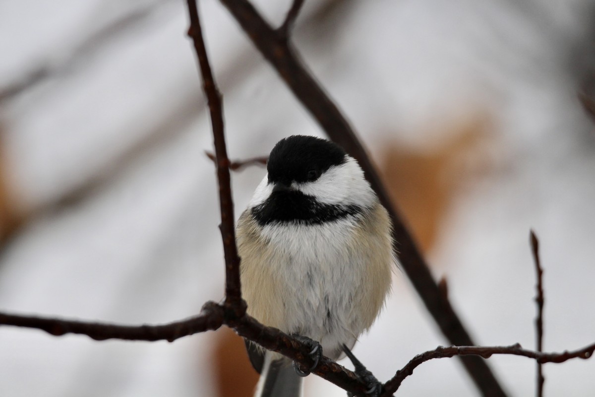 Black-capped Chickadee - ML646371125