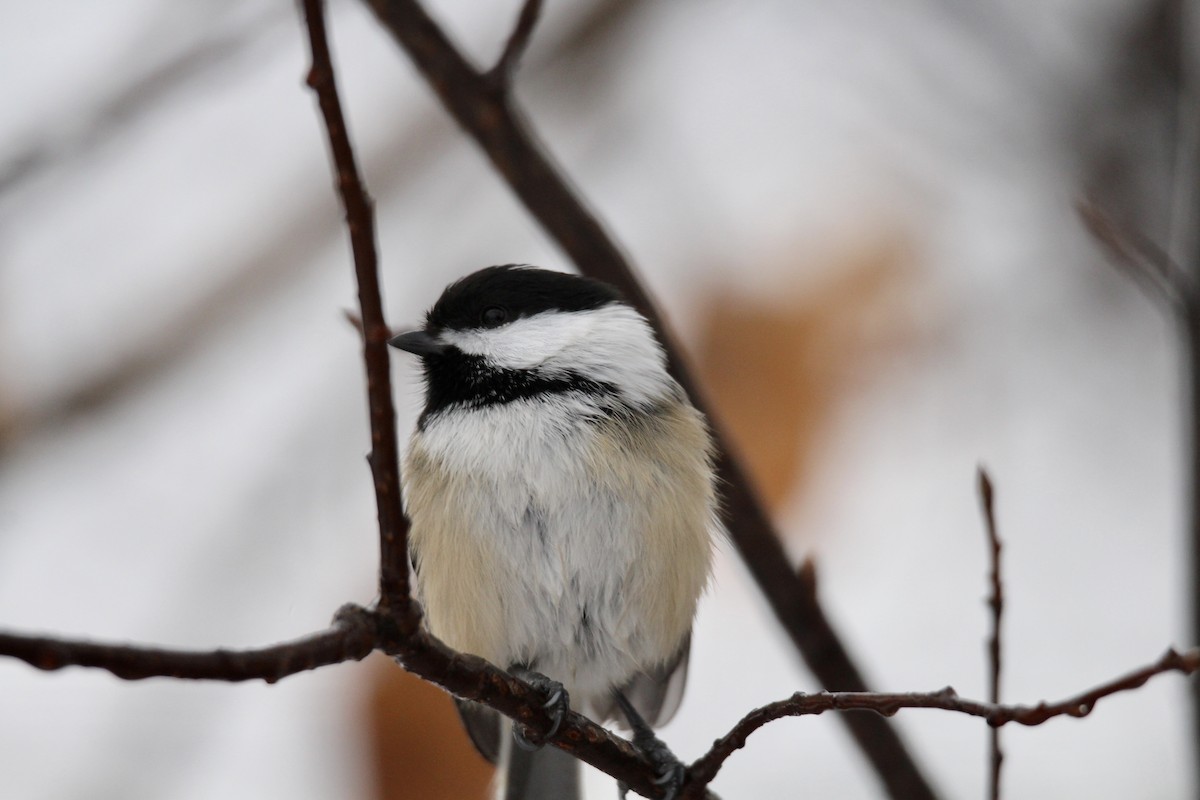 Black-capped Chickadee - ML646371126