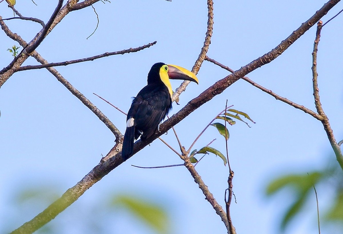 Yellow-throated Toucan - ML646371130