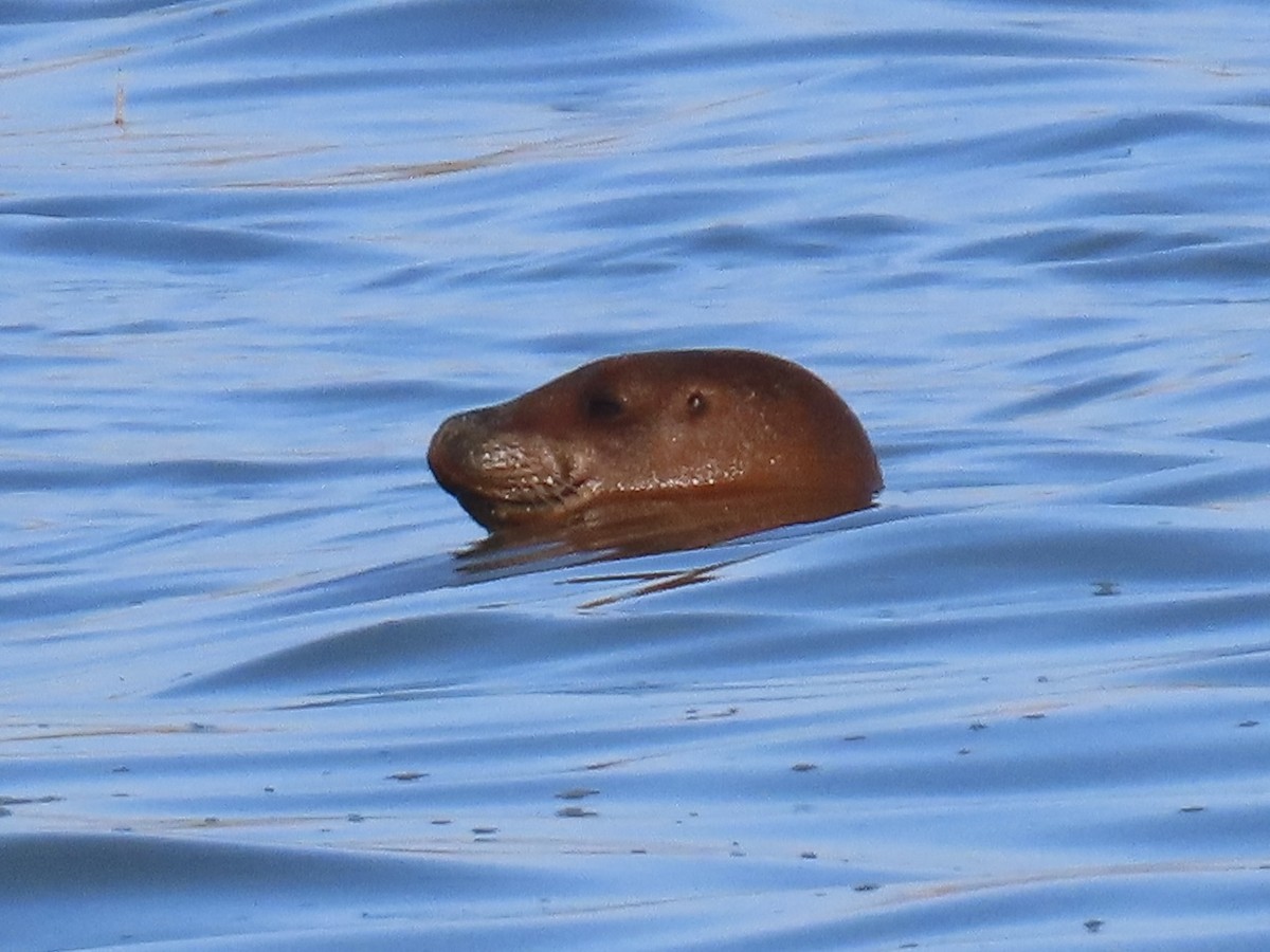 Foca comune - ML646371132