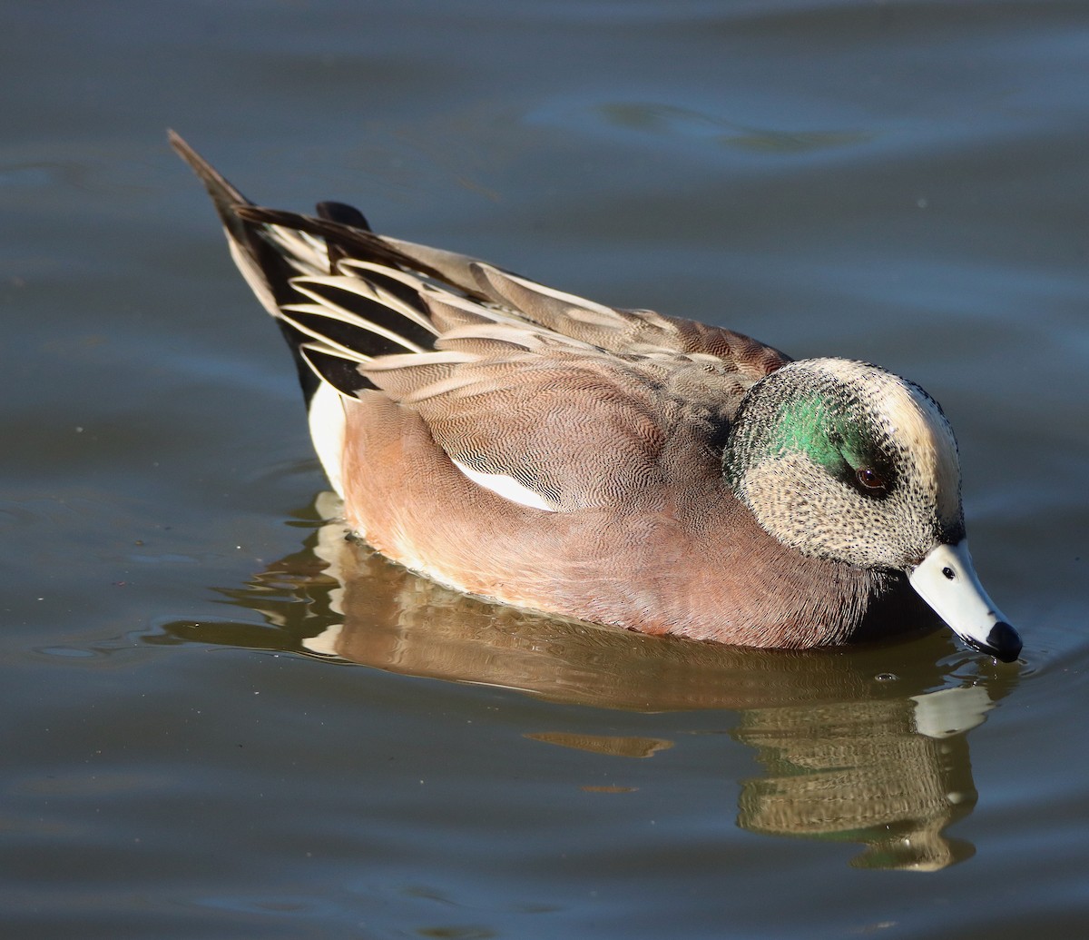 Fischione americano - ML646371133