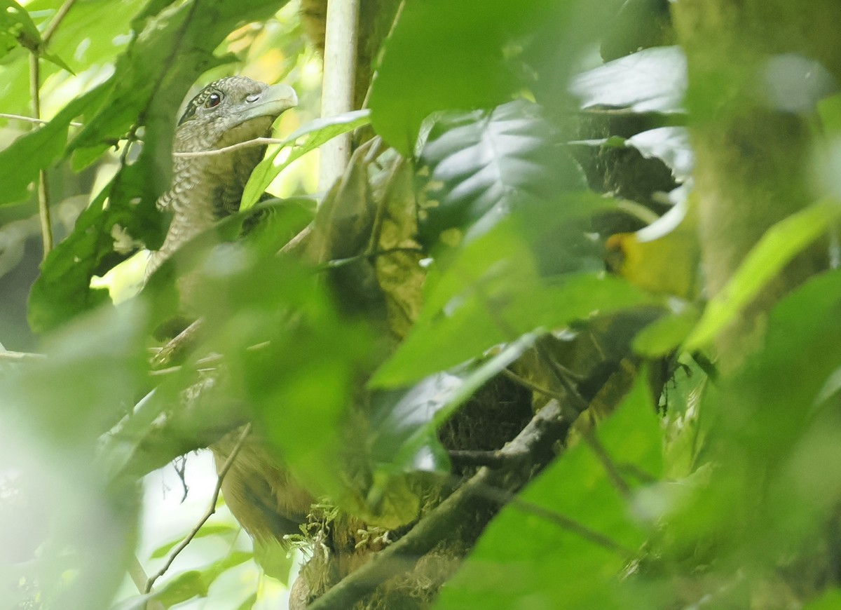 Rufous-vented Ground-Cuckoo - ML646371136