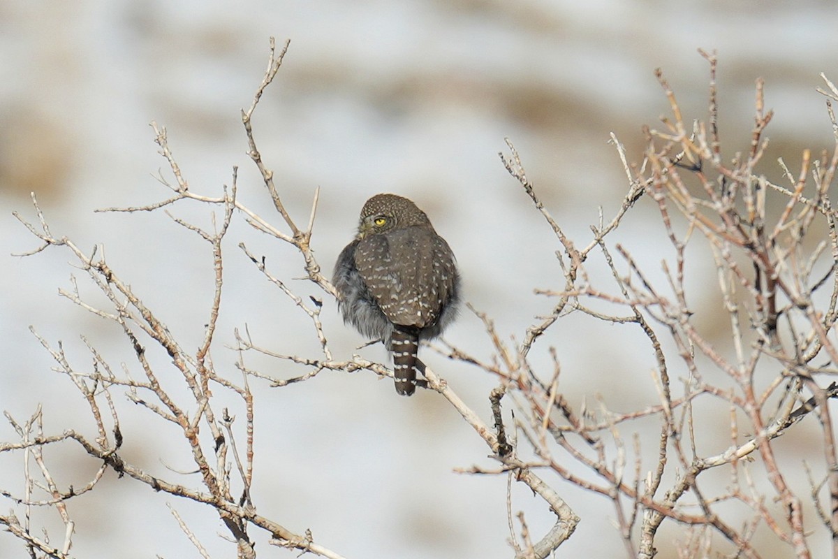 Northern Pygmy-Owl - ML646371140