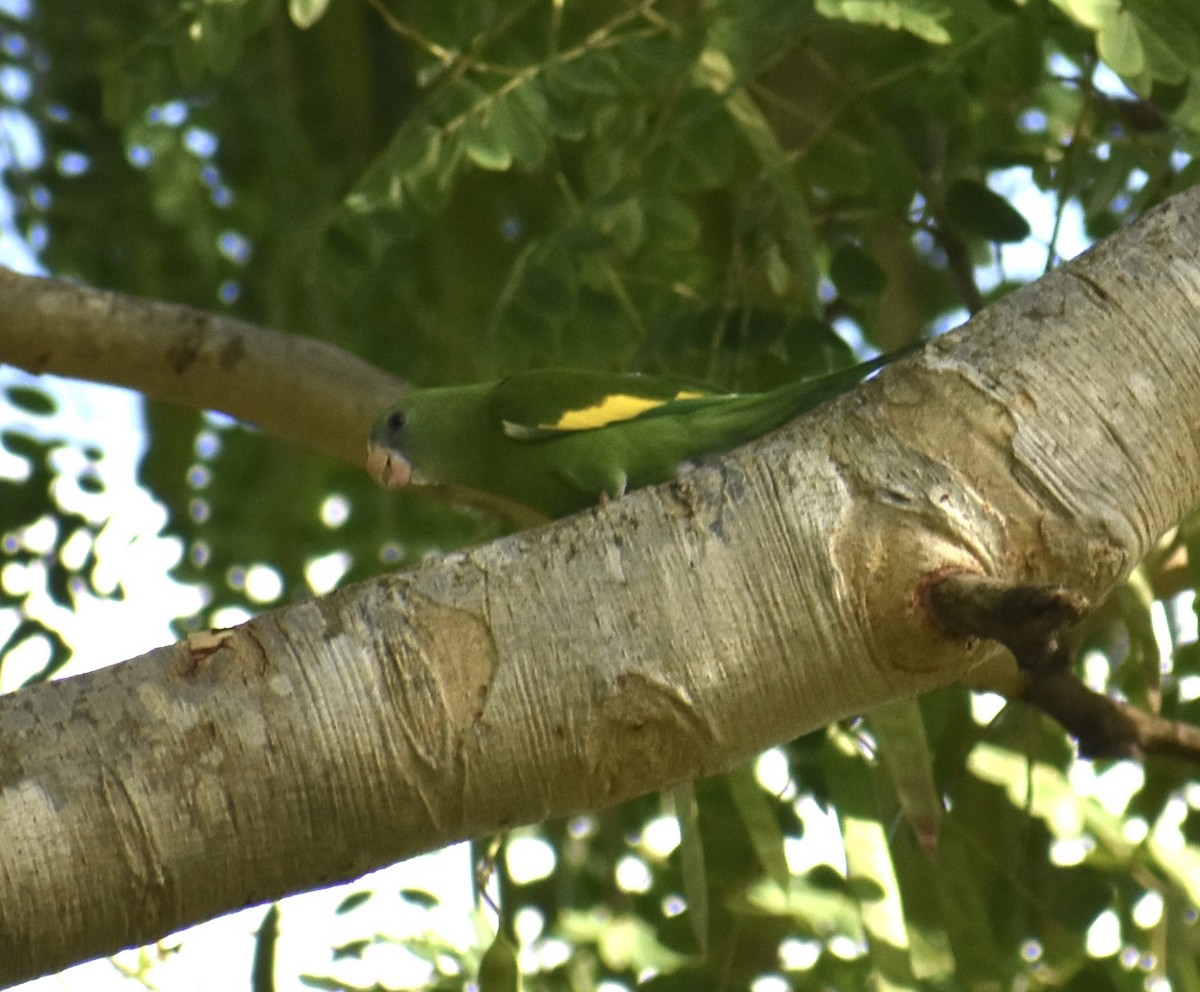 White-winged Parakeet - ML646371141
