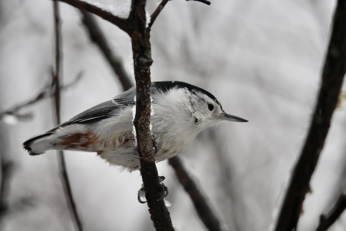 Sittelle à poitrine blanche (carolinensis) - ML646371147