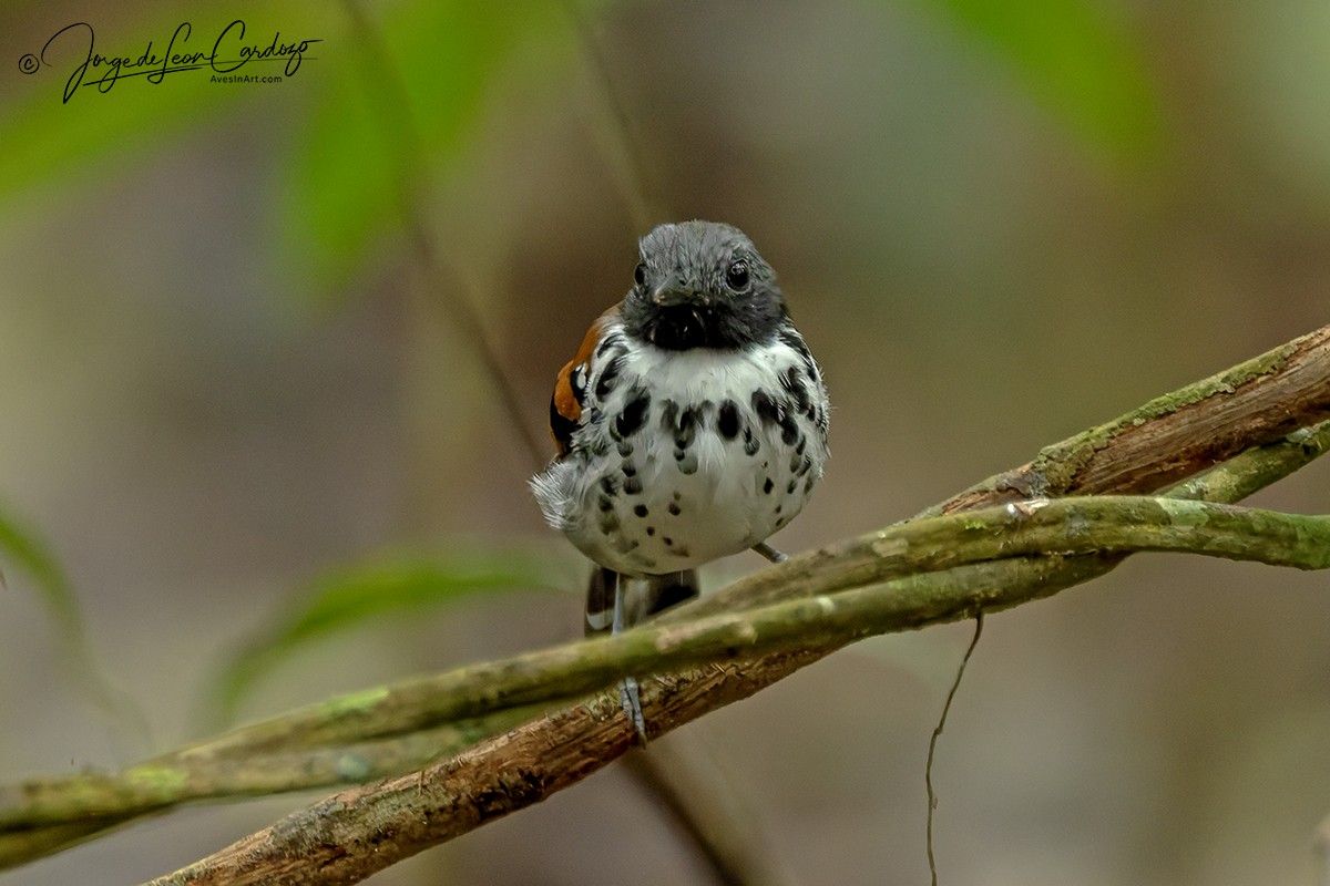 Spotted Antbird - ML646371149