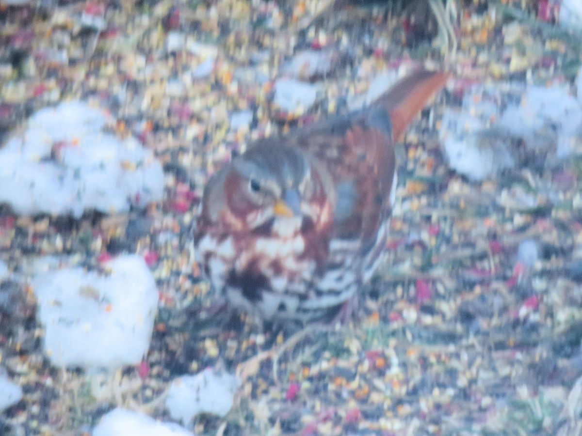 Пасовник рябогрудий - ML646371151