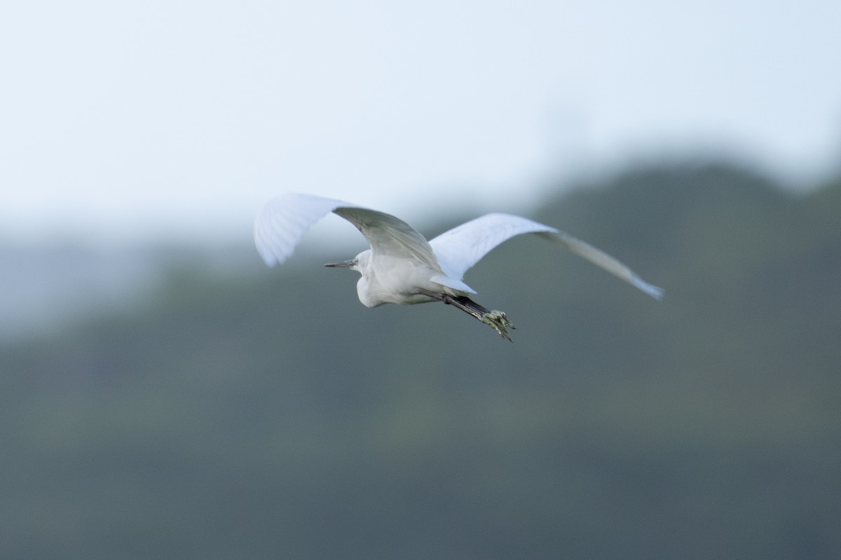 Little Egret - ML646371157