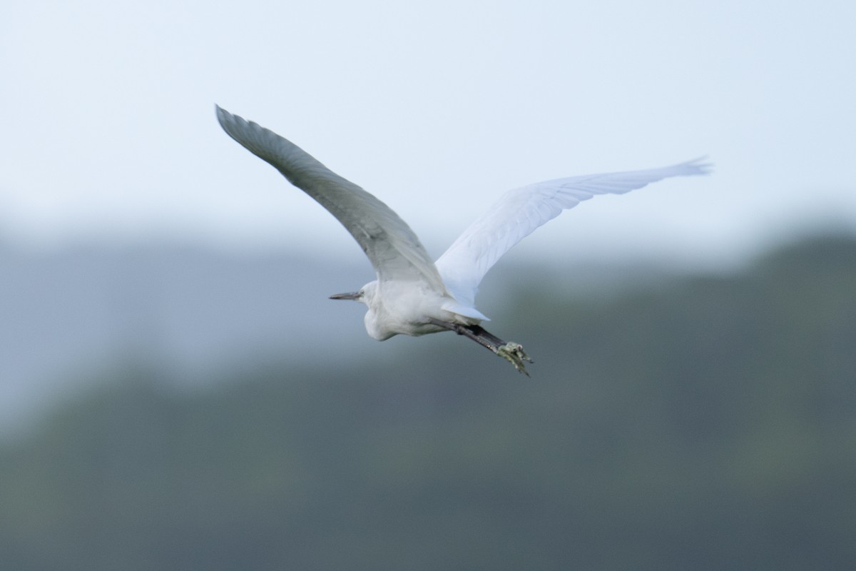 Little Egret - ML646371158