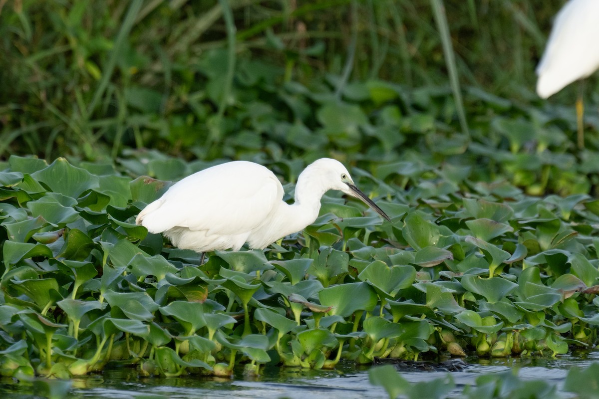 Little Egret - ML646371159