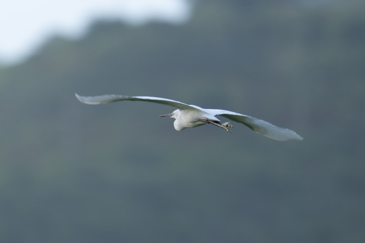 Little Egret - ML646371160