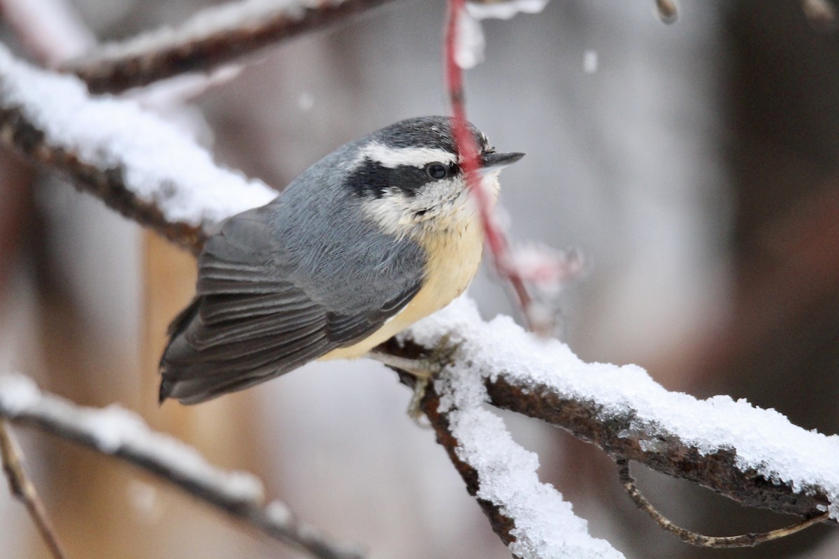 Red-breasted Nuthatch - ML646371162