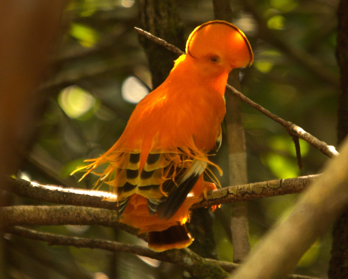 Guianan Cock-of-the-rock - ML646371163