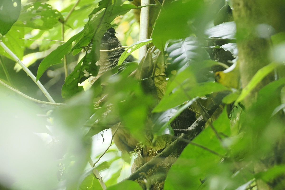 Rufous-vented Ground-Cuckoo - ML646371165