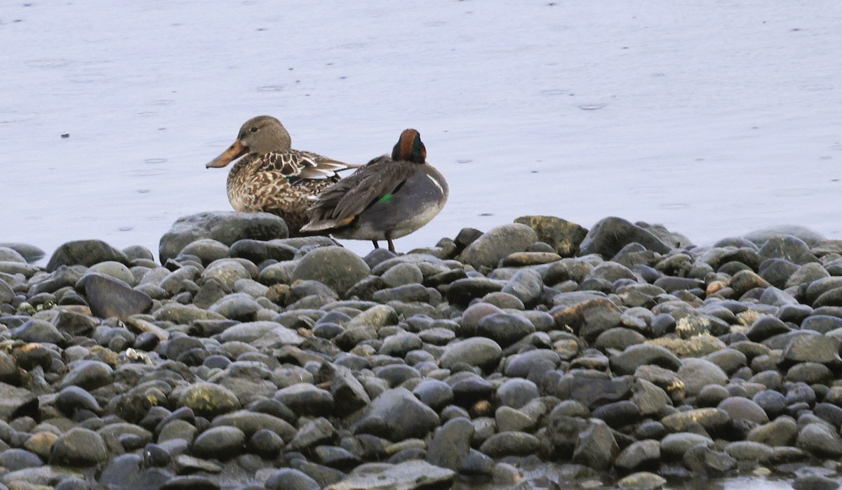 Халбага нугас - ML646371167