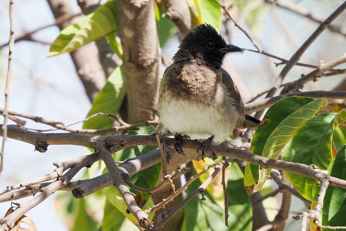 Common Bulbul (Common) - ML646371168