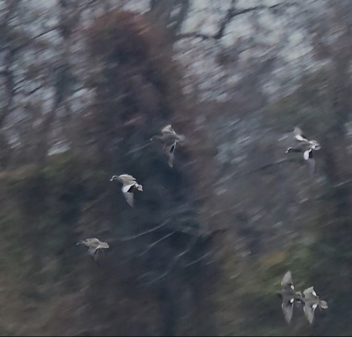 Свищ американський - ML646371169