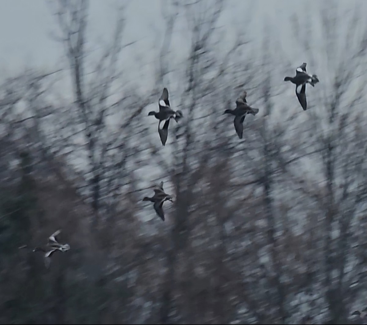 Свищ американський - ML646371170