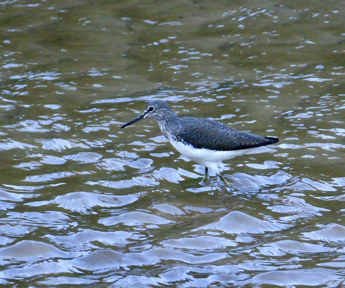 vodouš kropenatý - ML646371171