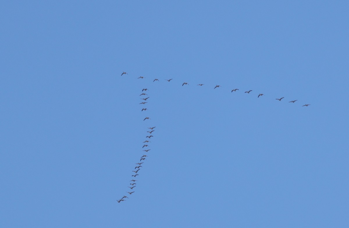 Казарка канадська - ML646371172