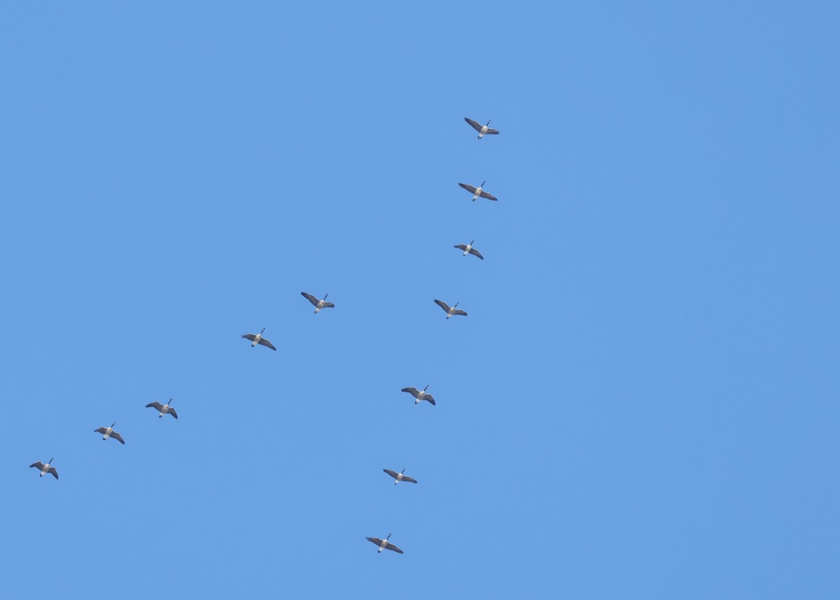 Казарка канадська - ML646371173