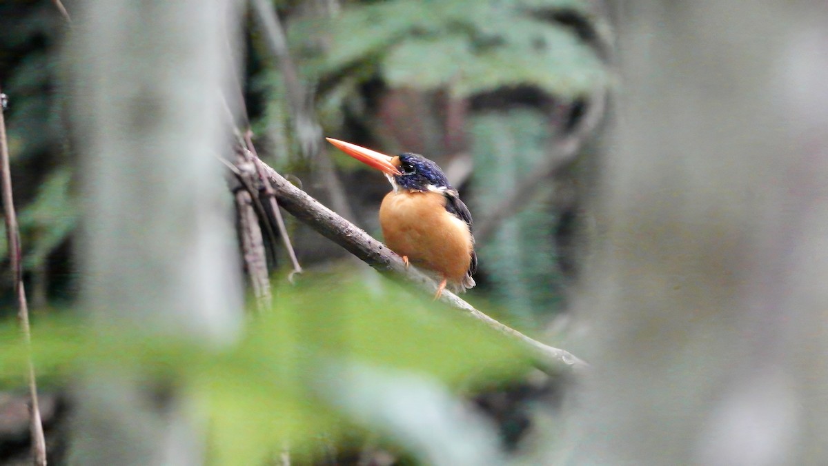 Moluccan Dwarf-Kingfisher (North Moluccan) - ML646371174