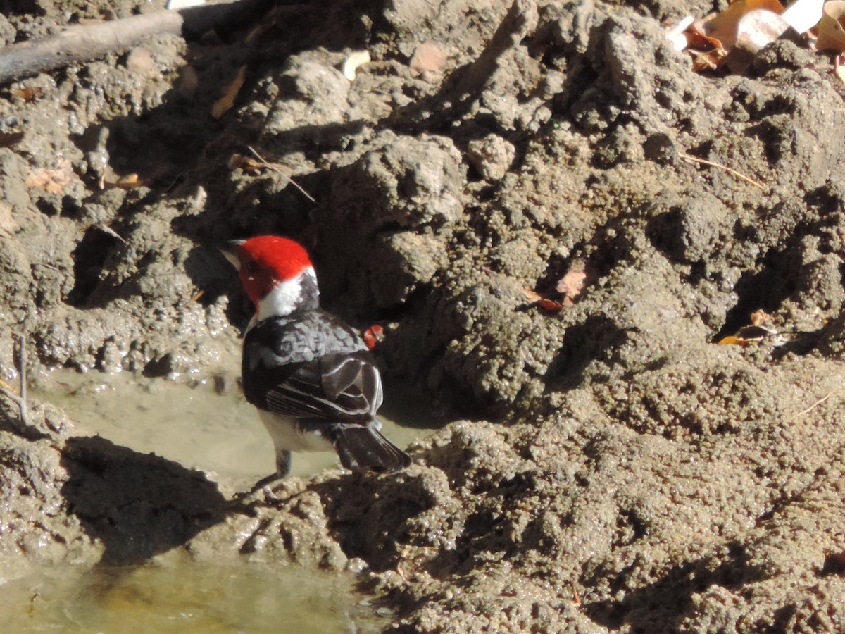 Red-cowled Cardinal - ML646371175