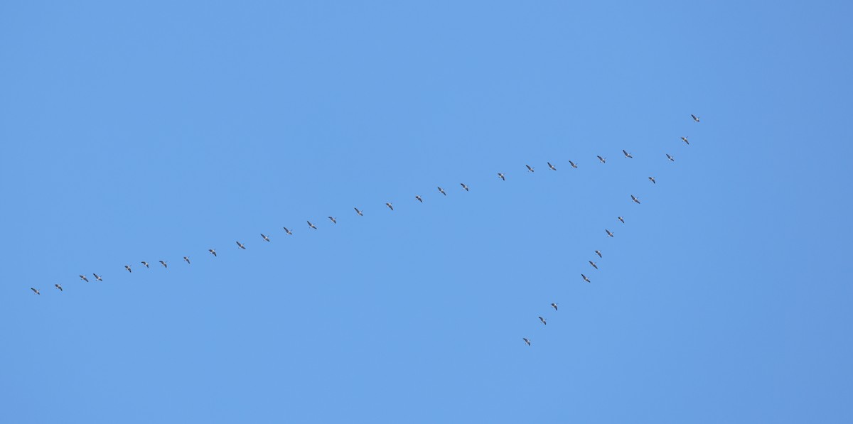 Казарка канадська - ML646371176