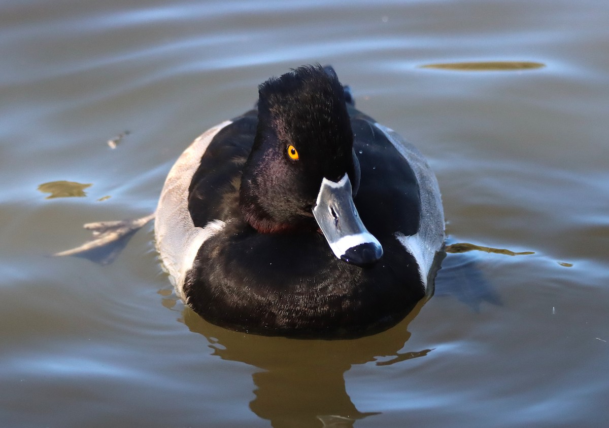 Moretta dal collare - ML646371178