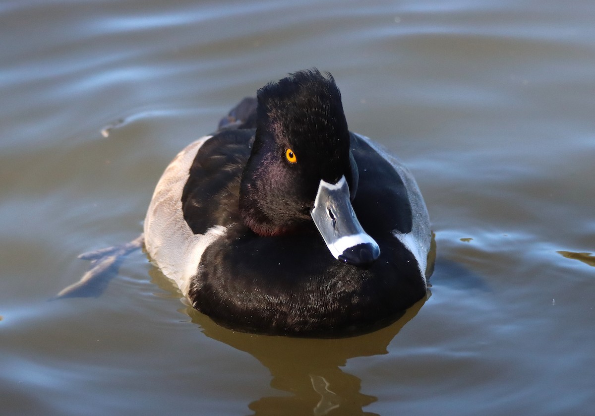 Moretta dal collare - ML646371179