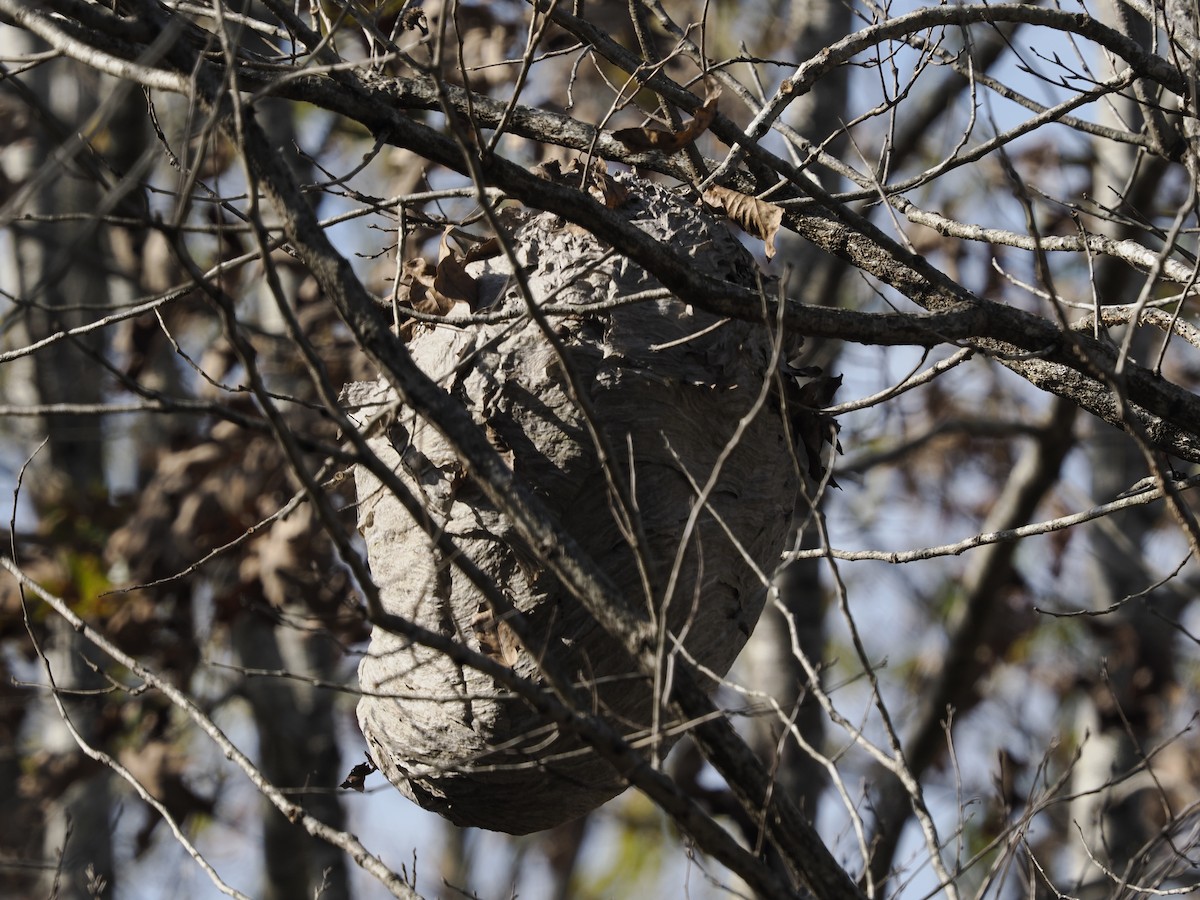 Bald-faced Hornet - ML646371180