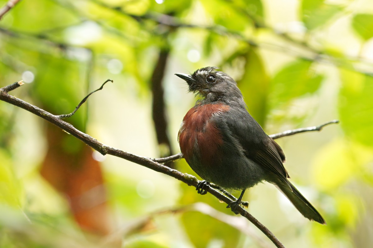 Maroon-belted Chat-Tyrant - ML646371181