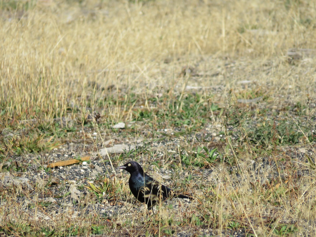 Brewer's Blackbird - ML646371182