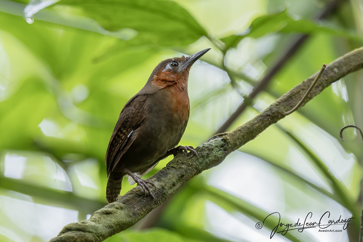 Song Wren - ML646371184