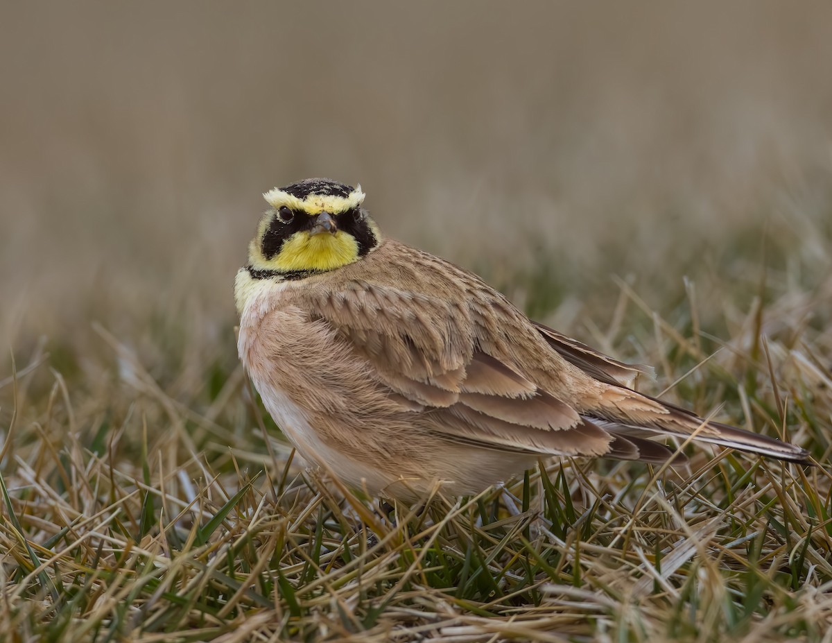 ハマヒバリ - ML646371186