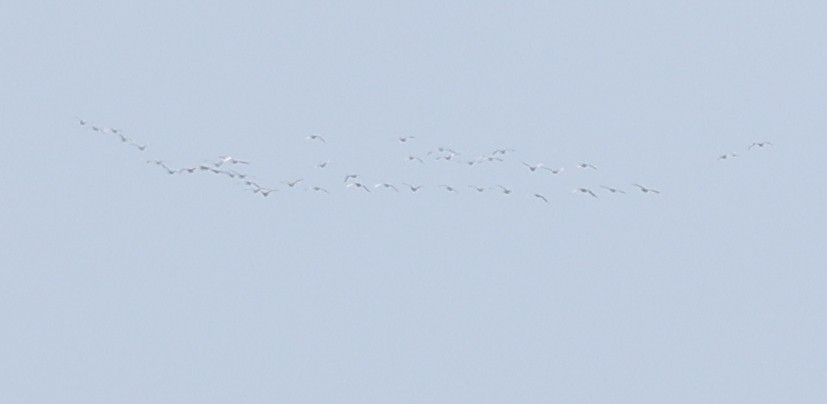 goose sp. - ML646371187