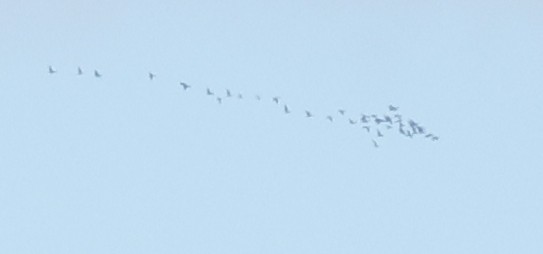 goose sp. - ML646371188