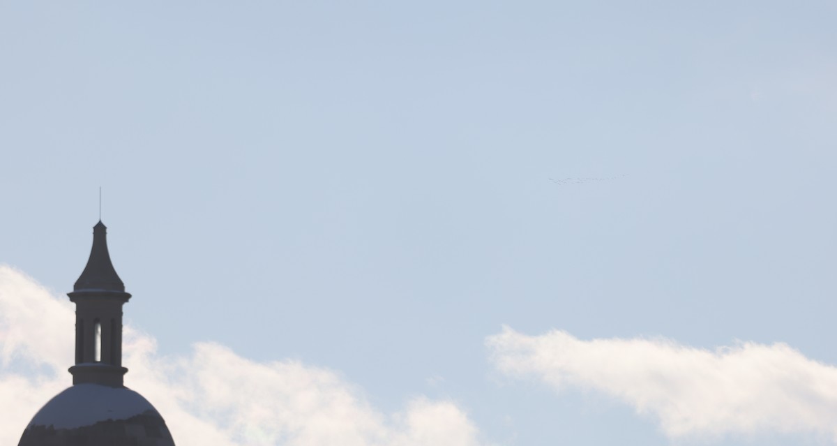 goose sp. - ML646371189